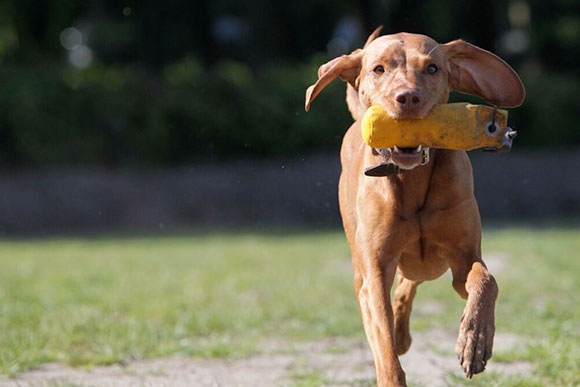 Apportieren Hundeschule Hamburg
