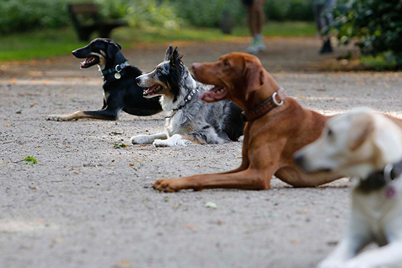 Erziehungsgruppe für Hunde