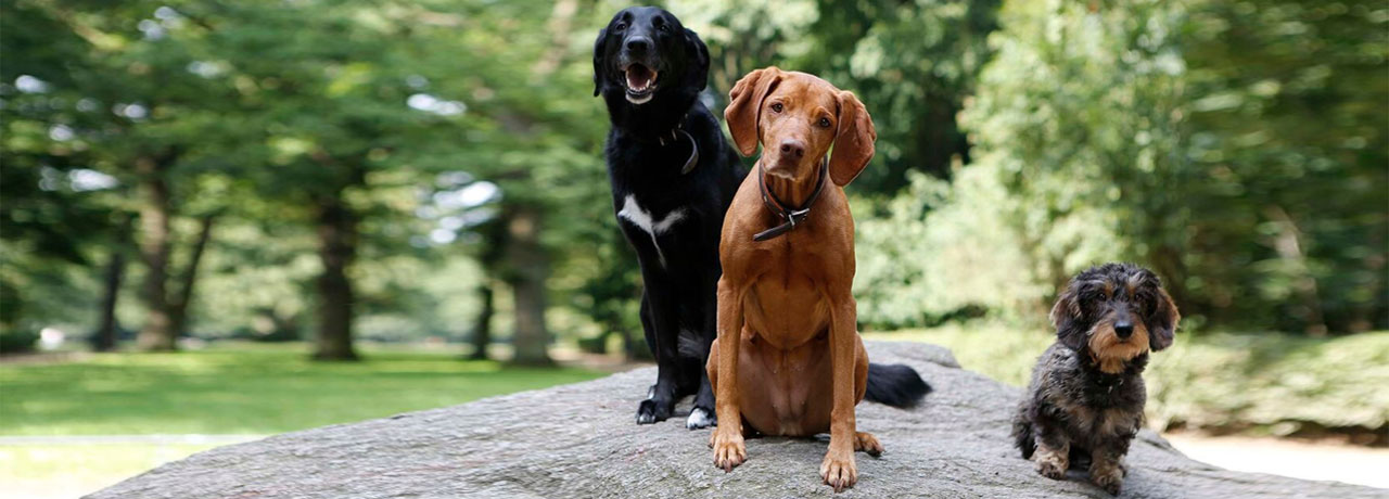 Hansehund - Die Hundeschule in Hamburg & Norderstedt