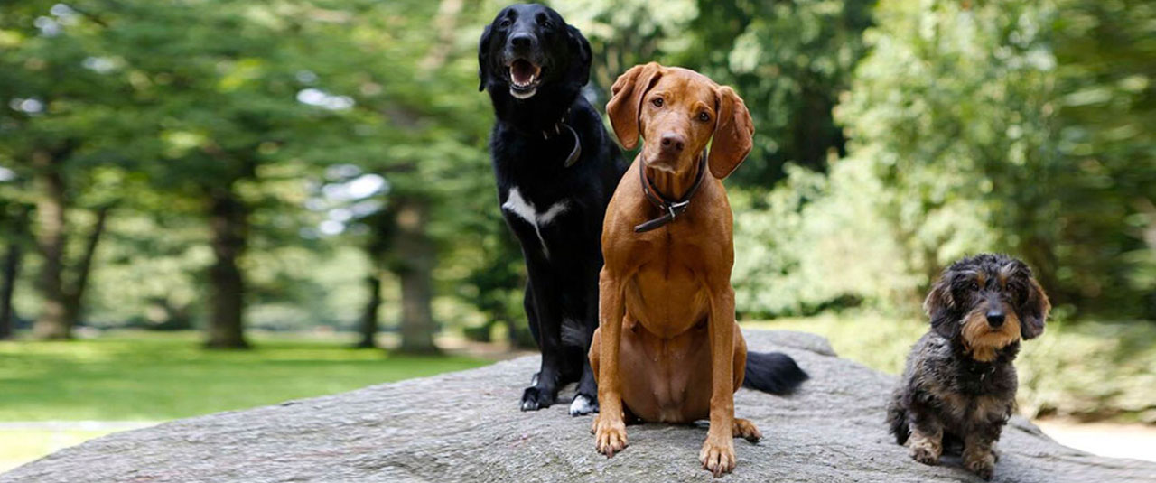 Hundeschule Hamburg Stadtspaziergang
