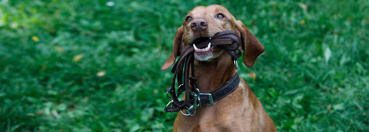 Die Hundeschule in Hamburg & Norderstedt