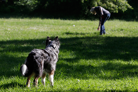 Gegenstandssuche Hundeschule