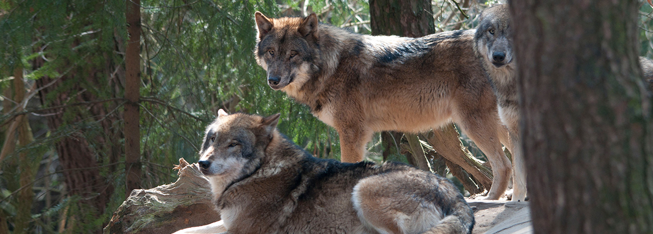 Wildpark Schwarze Berge