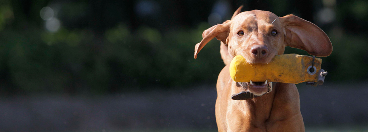 Hundebeschäftigung Hamburg