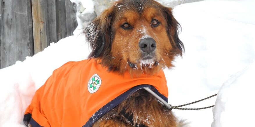 Hund im Schnee Hund im Schnee