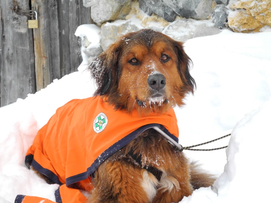 Hund im Schnee