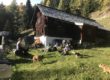Menschen und Hunde entspannen sich an einem sonnigen Tag im Gras vor einer rustikalen Holzhütte in einem Wald.