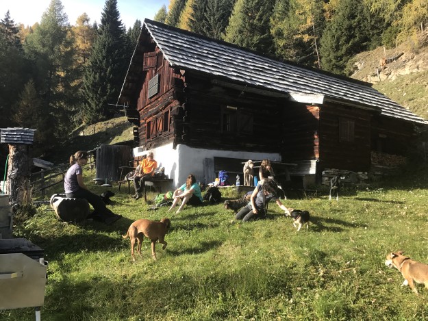 Menschen und Hunde entspannen sich an einem sonnigen Tag im Gras vor einer rustikalen Holzhütte in einem Wald.