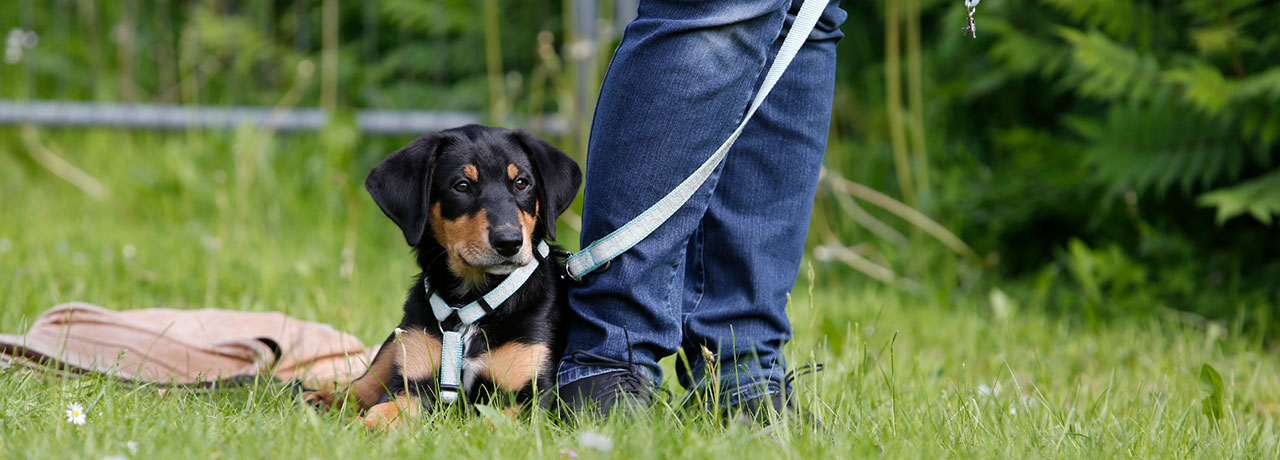 Hundebetreuung Hamburg