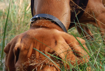 Hunde Mantrailing Hamburg