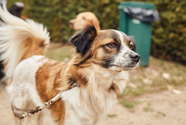 Stadtspaziergang Hund Hamburg